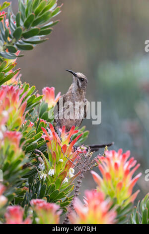Cape sugarbird (Promerops cafer), les Jardins Botaniques de Kirstenbosch, Cape Town, Afrique du Sud, septembre 2017 Banque D'Images