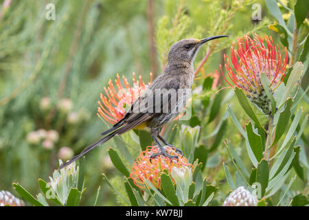 Cape sugarbird (Promerops cafer) sur pincushion protea, jardins botaniques de Kirstenbosch, Cape Town, Afrique du Sud, septembre 2017 Banque D'Images