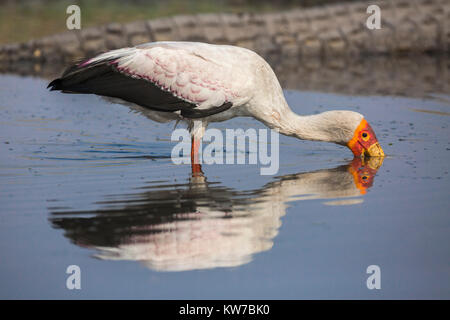 Yellowbilled stork (Mycteria ibis) alimentation, Chobe national park, Botswana, Africa, Septembre 2017 Banque D'Images