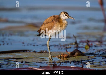 Jacana africain Actophilornis africanus (juvénile), rivière Chobe, au Botswana, en juin 2017 Banque D'Images