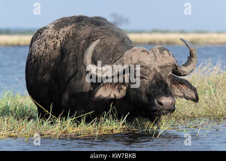 Buffle (Syncerus caffer), rivière Chobe, au Botswana, en juin 2017 Banque D'Images