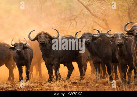 Buffle (Syncerus caffer), Zimanga game reserve, Afrique du Sud, septembre 2017 Banque D'Images