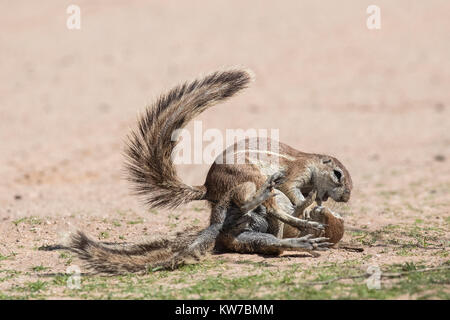 Les écureuils terrestres (Ha83 inauris) combats, Kgalagadi Transfrontier Park, Northern Cape, Afrique du Sud, janvier 2017 Banque D'Images