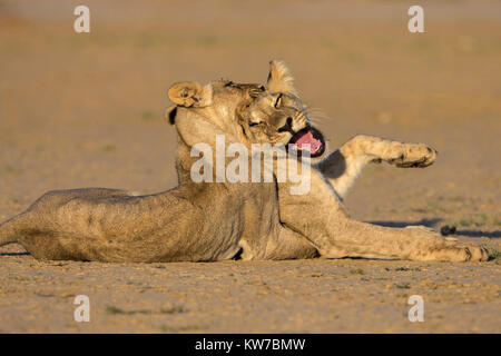 Jeunes lions (Panthera leo) de jouer, Kgalagadi transfrontier park, Northern Cape, Afrique du Sud, février 2017 Banque D'Images