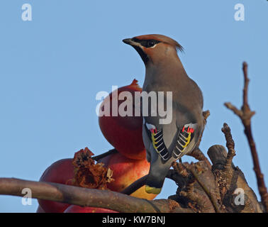 Cirage de Bohème, Bombycilla garrulus manger sur les pommes Banque D'Images