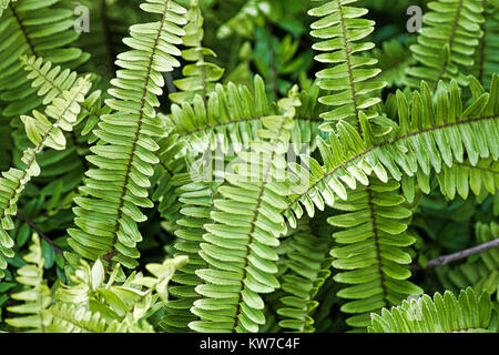 Close up of lush green fougères Banque D'Images