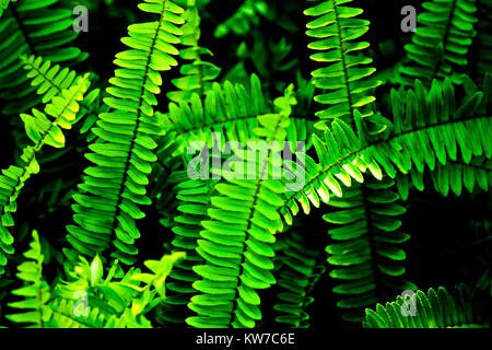 Close up of lush green fougères Banque D'Images