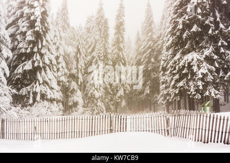Forêt de sapins couverts de neige avec une barrière de neige au premier plan sur un brumeux et moody jour de l'hiver, Vosges, France. Banque D'Images