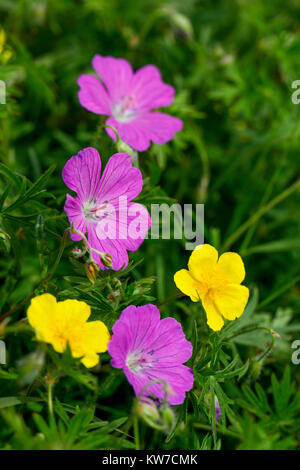 Géranium sanguin Geranium sanguineum ; fleur avec ciste Lancashire ; UK Banque D'Images