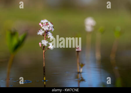 Bogbean, Menyanthes trifoliata floraison ; Cornwall UK Banque D'Images