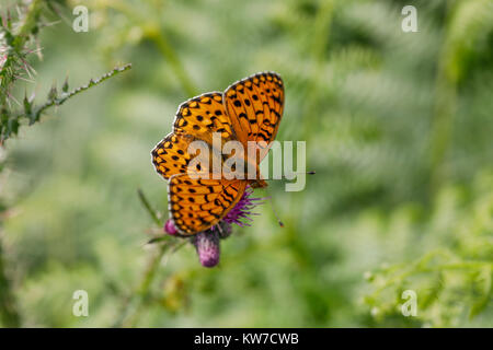 Dark Green Fritillary Argynnis aglaja ; papillon sur fleur unique Cumbria UK ; Banque D'Images