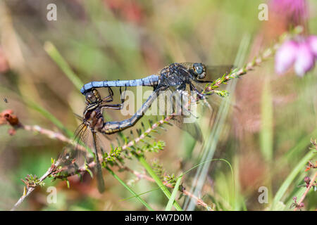 Skimmer Orthetrum coerulescens carénée ; deux ; deux ; Cornwall UK Banque D'Images