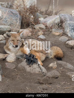 Les Coyotes de piégeage au Dakota du Nord Banque D'Images