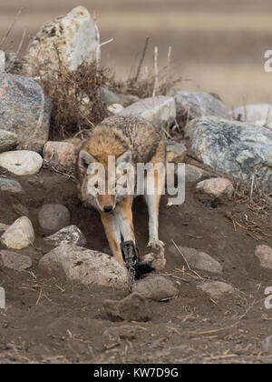 Les Coyotes de piégeage au Dakota du Nord Banque D'Images