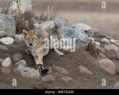 Les Coyotes de piégeage au Dakota du Nord Banque D'Images