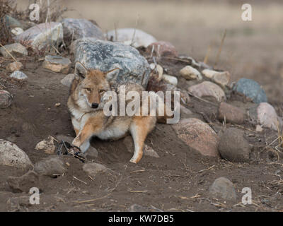 Les Coyotes de piégeage au Dakota du Nord Banque D'Images