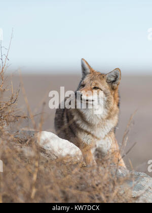 Les Coyotes de piégeage au Dakota du Nord Banque D'Images