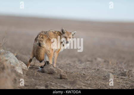 Les Coyotes de piégeage au Dakota du Nord Banque D'Images