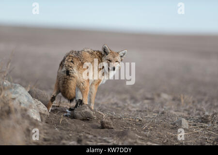 Les Coyotes de piégeage au Dakota du Nord Banque D'Images