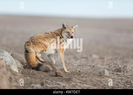 Les Coyotes de piégeage au Dakota du Nord Banque D'Images