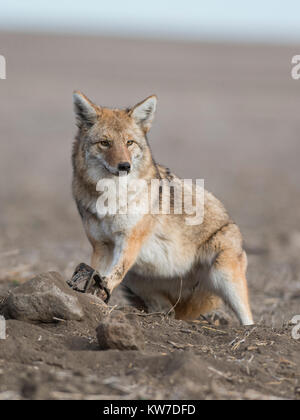 Les Coyotes de piégeage au Dakota du Nord Banque D'Images