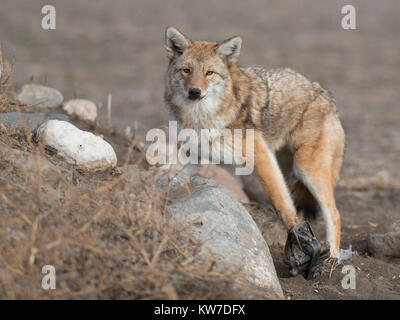 Les Coyotes de piégeage au Dakota du Nord Banque D'Images