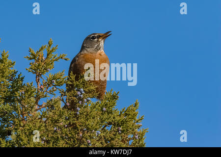 Merle d'Amérique Turdus migratorius, arrêt, pendant la migration d'automne pour se nourrir de baies de genièvre dans la région des rivières sauvages du Rio Grande del Norte la Banque D'Images