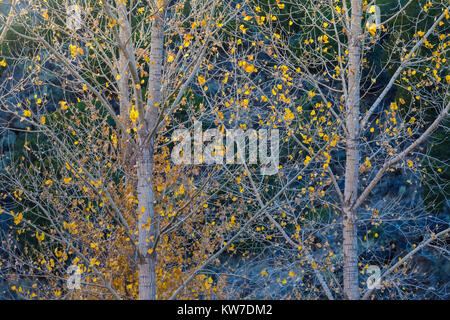 Automne feuilles de peuplier au Camping Rio Bravo dans l'Orilla Verde Recreation Area, à Rio Grande del Norte National Monument, près de Pilar et Taos, Banque D'Images