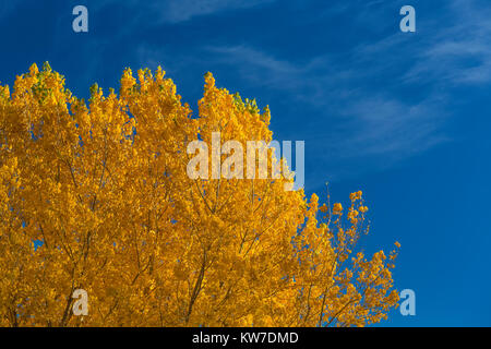 Des peupliers en automne couleur au Camping Rio Bravo dans l'Orilla Verde Recreation Area, à Rio Grande del Norte National Monument, près de Pilar et Tao Banque D'Images