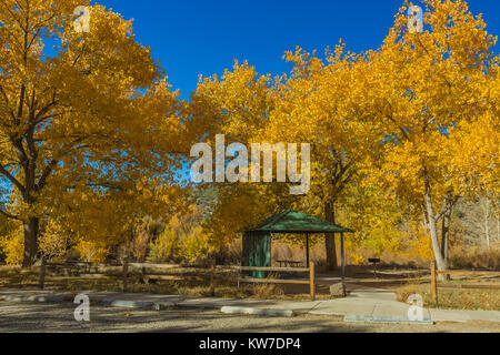 Campings avec des peupliers en automne couleur au Camping Rio Bravo dans l'Orilla Verde Recreation Area, à Rio Grande del Norte National Monument, Nea Banque D'Images