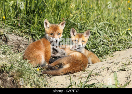 Famille de jeunes renards roux ( Vulpes ) jouant près du terrier Banque D'Images