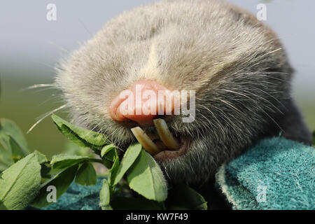 Macro portrait du petit rat taupe Spalax leucodon ( ) montrant de grandes dents Banque D'Images