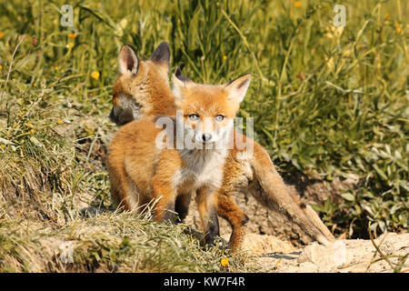 Petit renard roux européen cub regardant la caméra, animal sauvage en milieu naturel ( Vulpes ) Banque D'Images