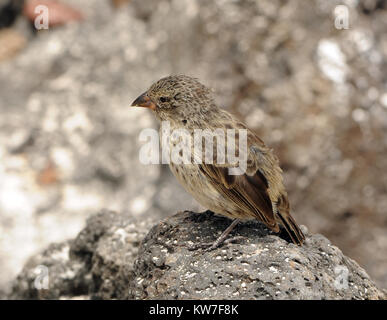 Une femme la masse moyenne finch (Geospiza fortis). Cet oiseau est endémique de Galápagos. Puerto Baquerizo Moreno, San Cristobal, Galapagos, Equateur. Banque D'Images