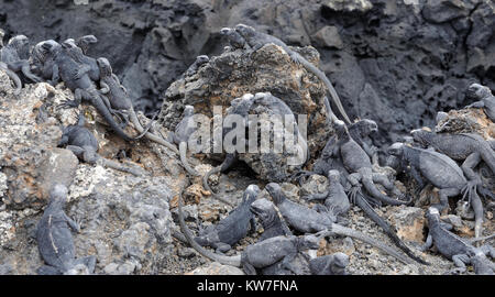 Les jeunes iguanes marins ou des iguanes marins des îles Galápagos (Amblyrhynchus cristatus cristatus) s'entasser sur des roches de lave. Cette sous-espèce est endémique de l'ISAB Banque D'Images