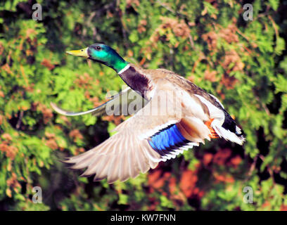 Un Canard colvert mâle avec ses belles couleurs et marquages prend son envol avec les ailes ouvertes Banque D'Images