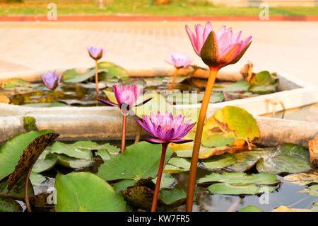 Il y a beaucoup de fleurs de lotus dans l'étang. Banque D'Images