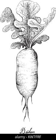 Les légumes racines et tubercules, Illustration part Croquis de radis daikon ou radis blanc isolé sur fond blanc Illustration de Vecteur