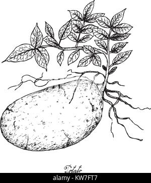 Les légumes racines et tubercules, Illustration part Croquis de pommes isolé sur fond blanc. Illustration de Vecteur