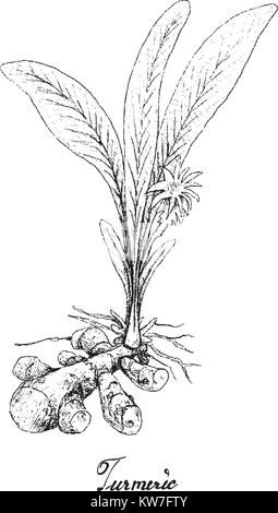 Les légumes racines et tubercules, Illustration croquis à main ou de Curcuma Curcuma Longa plante sur fond blanc. Bonne source de fibres alimentaires, d'art. Illustration de Vecteur