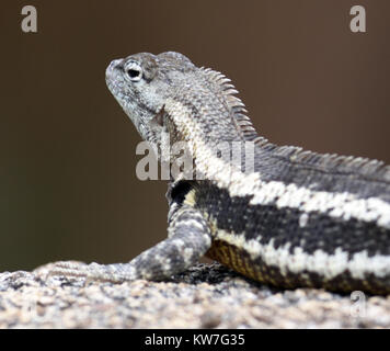 Un lézard de lave de San Cristóbal (Microlophus bivittatus). Cette espèce de lézard de lave endémique à San Cristóbal. Puerto Baquerizo Moreno, San Cristobal, Banque D'Images