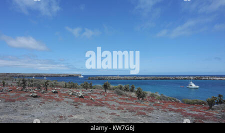 De plantes ou d'Opuntia figuier de Barbarie (Opuntia echios var. echios) poussent dans la zone aride de l'Isla Plaza Sur parmi les arbustes épineux. Isla Plaza Sur, Santa Cr Banque D'Images