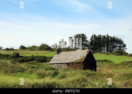 Vieux bâtiment en pierre dans les hautes herbes et le champ, Irlande Banque D'Images