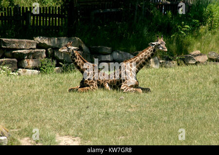 Deux jeunes girafes au zoo Banque D'Images