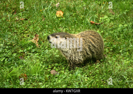 Close up de marcher dans le champ de la Marmotte Banque D'Images