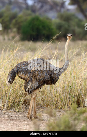 Autruche d'Afrique de femelle (Struthio camelus) dans la réserve nationale du Kenya Banque D'Images