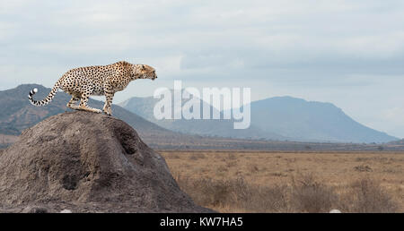 Guépard d'Afrique sauvage, animal mammifère magnifique. L'Afrique, Kenya Banque D'Images