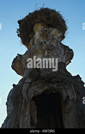 Nid de cigognes en haut de l'ancien arbre sec. Banque D'Images