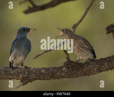 Bluebird Banque D'Images