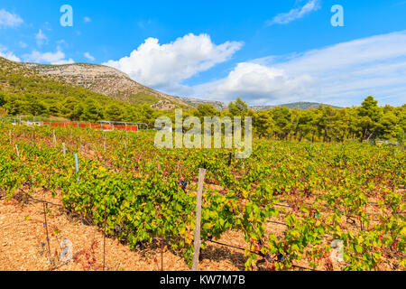 Vignobles dans paysage de montagne près de l'île de Brac, Croatie ville de Bol Banque D'Images